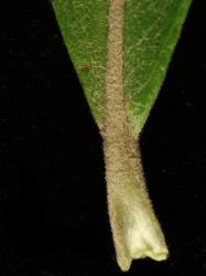 Salix schwerinii. Leaf base and petiole.
 Image: D. Glenny © Landcare Research 2020 CC BY 4.0
